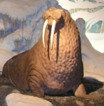 the Mythical Gulf of Mexico Walrus